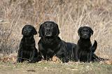 LABRADOR 1111